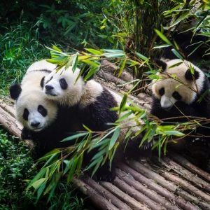 a026a beijing xi’an chengdu shanghai ( 10 días /9 noches )