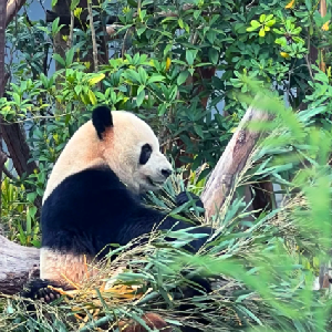 Home c007 tour a bellezas de china fin chengdu